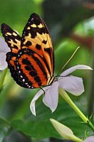 Vlinder