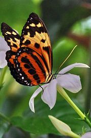 Vlinder by Paula van der Horst