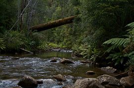 Stroompje in the regenwoud von Arne Hendriks