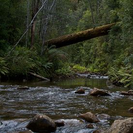 Stream in the rainforest  sur Arne Hendriks