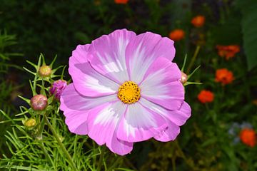 Close-up of purple-white cosmos flower in the sun with brightly coloured flowers in the background by Studio LE-gals