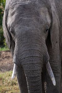Elephant in Ol Pejeta, Kenya