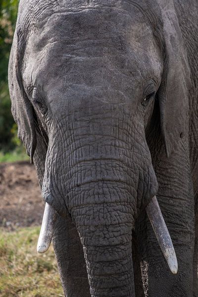 Elefant in Ol Pejeta, Kenia von Andy Troy