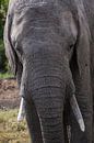 Elefant in Ol Pejeta, Kenia von Andy Troy Miniaturansicht