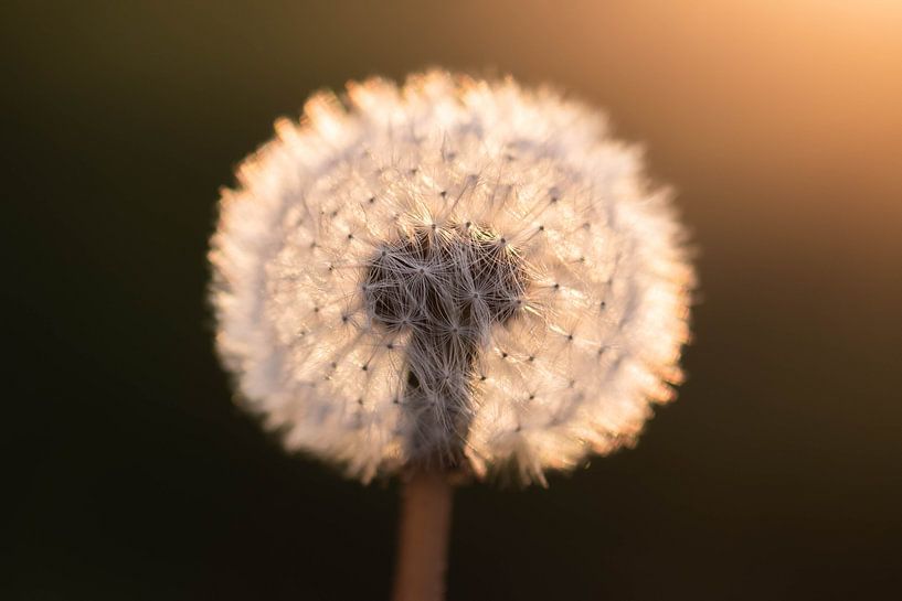 Fusselball im Sonnenlicht von Tania Perneel