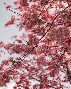 Japanese cherry II by Saskia Schotanus