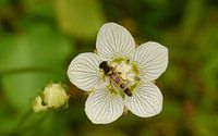 White ornamental flower with insect