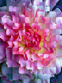 Fleur rose en fragments délicats