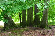 Wald bei Lübbenau von Ingo Laue Miniaturansicht