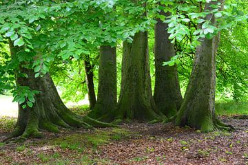 Wald bei Lübbenau von Ingo Laue