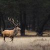 Red deer in an open field with trees in the background by Patrick van Os