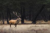 Red deer in an open field with trees in the background by Patrick van Os thumbnail