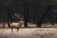 Red deer in an open field with trees in the background