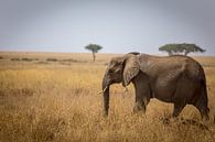 Elefant in der Serengeti von Julian Buijzen Miniaturansicht