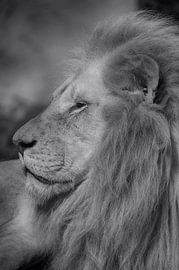 Lion in black and white von Ron Meijer Photo-Art