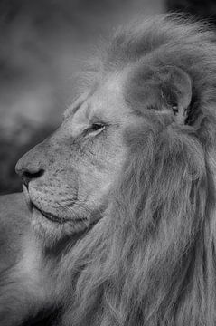 Lion in black and white van Ron Meijer Photo-Art