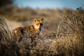 Renard roux dans un paysage de dunes en hiver sur Marcel Alsemgeest