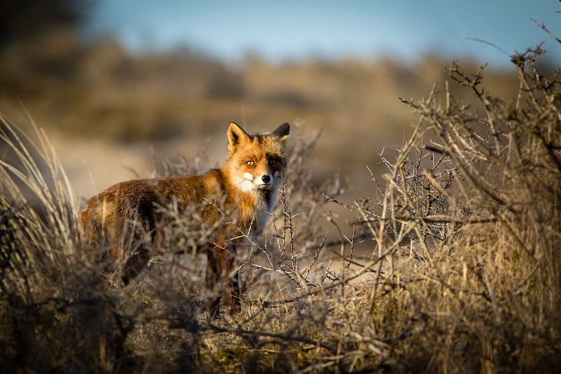 Rotfuchs in winterlicher Dünenlandschaft von Marcel Alsemgeest