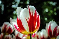 Tulp