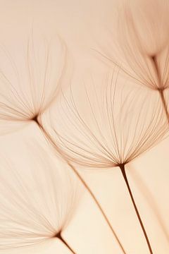 Delicate bloeiwijzen