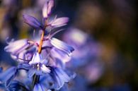 Hyacint van Anthony Trabano thumbnail