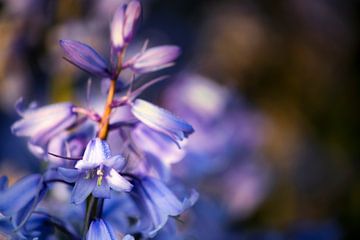 Bluebells by Anthony Trabano