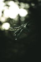 Gouttes de pluie sur un pin