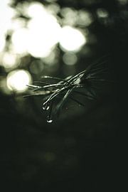 Raindrops on a pine tree by Jan