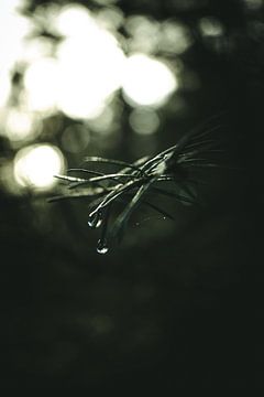 Regentropfen auf einer Kiefer von Jan Eltink