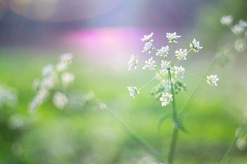 Whistlewort in spring