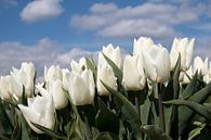 Witte tulpen tulp van W J Kok thumbnail