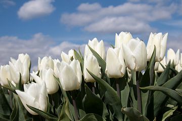 Witte tulpen tulp van W J Kok