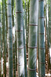 Bamboe, Kyoto bamboo forest van Color Square