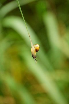 Die akrobatische Schnecke - Nahaufnahme von ViLa