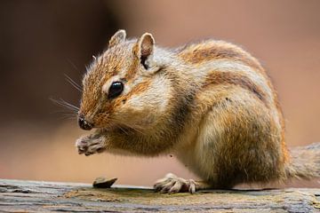 Sibirisches Erdhörnchen von Gert van Eck