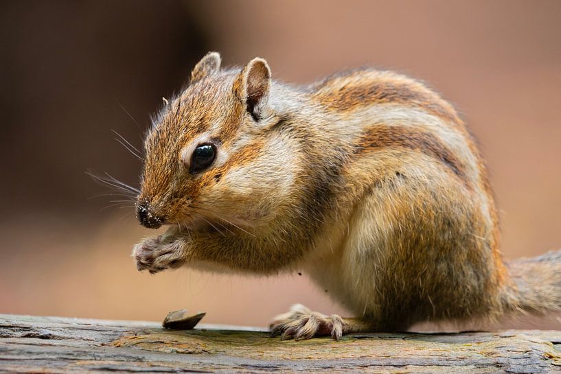 Sibirisches Erdhörnchen von Gert van Eck