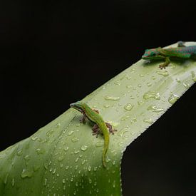 Bijoux de l'île Maurice sur Lex van Doorn