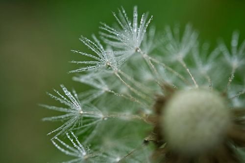 Natte paardenbloemparachutes II