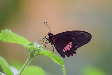 Schwarz mit rotem Schmetterling auf grünen Blättern von Kim de Been