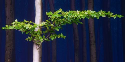 Donker beukenbos in de mist