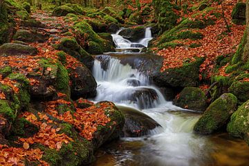 Wild stream in the autumnal forest by Thomas Herzog