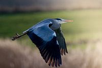 fliegender Reiher