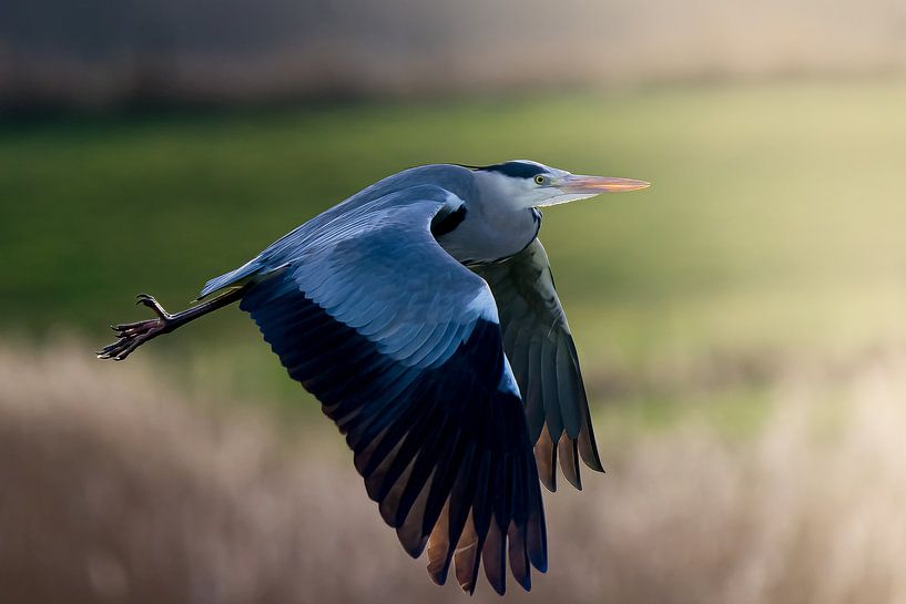 flying heron by bryan van willigen