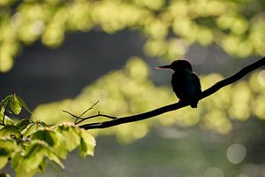 Eisvogel