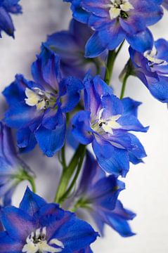 Blauwe Ridderspoor van Margot van den Berg