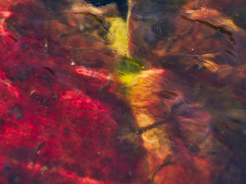 Feuille abstraite colorée par Machiel Zwarts