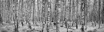 Berkenbos