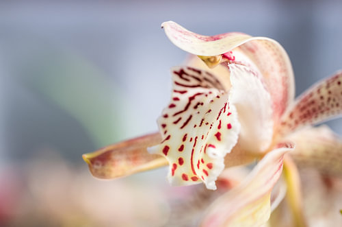 Orchid worlds