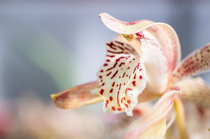 Orchid worlds by Jürgen Schmittdiel Photography