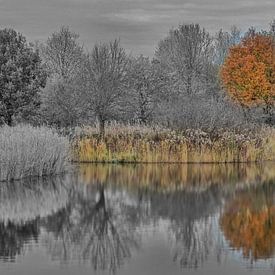 pastel tint in zwart wit natuuropname van Linda Manzaneque